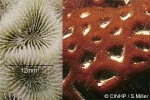 Acanthastrea faviaformis QQ