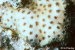 Cyphastrea new species GP