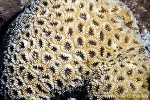 Favia pallida ?ID GP