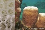 Favia stelligera