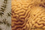 Lesser Brain Coral (Leptoria phrygia)
