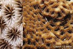 Leptastrea transversa cf. GP1