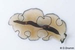 a flatworm (Pseudobiceros gratus QQnr)