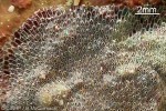 a bryozoan (Bryozoan-01 QQXQp)