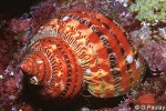 What Am I? Click to display answer!