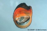 Neritina porcata