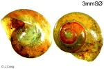 False Necklace-Shell (Pleuropoma parvula)
