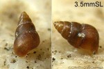 Assiminea parvula