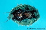Enlarged Image of 'Cypraea caputserpentis'
