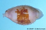 What Am I? Click to display answer!