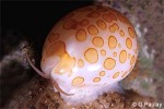 Marie's Cowrie (Cypraea mariae)