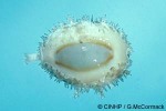 What Am I? Click to display answer!