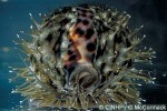 Tiger Cowrie (Cypraea tigris)