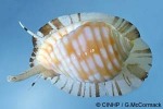 Enlarged Image of 'Malea pomum'