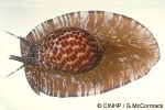Enlarged Image of 'Tonna perdix'