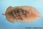 What Am I? Click to display answer!