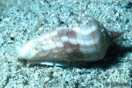 Enlarged Image of 'Imbricaria conovula'