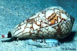 Textile Cone (Conus textile)