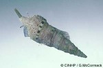 Girdled Turrid (Xenuroturris cingulifera)