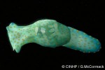 Cymbal Bubble (Haminoea cymbalum)