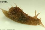 Lined Seahare (Stylocheilus striatus)