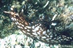 Enlarged Image of 'Aplysia parvula cf.'