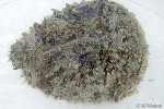 Enlarged Image of 'Dolabella auricularia'