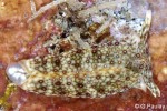 Plakobranchus ocellatus