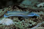 Chromodoris species