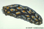 What Am I? Click to display answer!