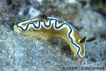 Black-edged Yellow Seaslug (Glossodoris atromarginata)