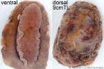 Enlarged Image of 'Dendrodoris carbunculosa'