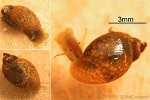 Physastra nasuta
