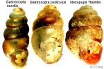 Wandering Snag (Gastrocopta servilis)