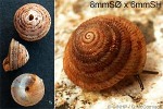 What Am I? Click to display answer!