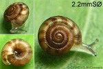 Sinployea atiensis