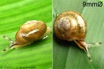 What Am I? Click to display answer!
