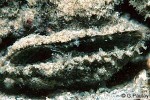 Prickly Pen-shell (Pinna muricatum)