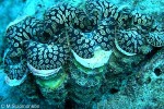 Fluted Giant-Clam (Tridacna squamosa)