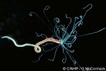 What Am I? Click to display answer!