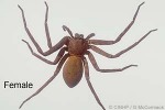 Huntsman Spider (Heteropoda venatoria)