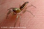 a jumping spider (Cosmophasis QQ1a)