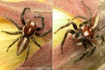 a jumping spider (Plexippus paykullii QQ)