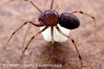 Brown Spitting Spider (Scytodes fusca)