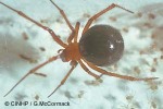 Enlarged Image of 'Theridion rufipes'
