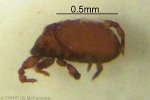 Enlarged Image of 'mite-QQPM236'