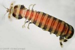 Banded Mantis-Shrimp (Lysiosquillina maculata)