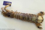 Enlarged Image of 'Oratosquilla fabricii'
