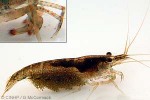 Long-wrist Shrimp (Caridina weberi)