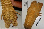 Enlarged Image of 'Scyllarides haanii QQcf.'